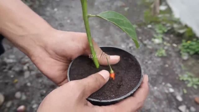 Unique method grow avocado tree cuttings with onions, chilies, aloe vera, 100% success смотреть онлайн