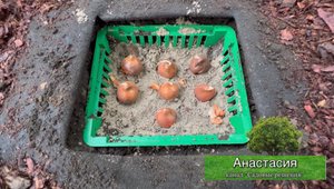 Посадка тюльпанов. Сажаем луковицы в корзинку.