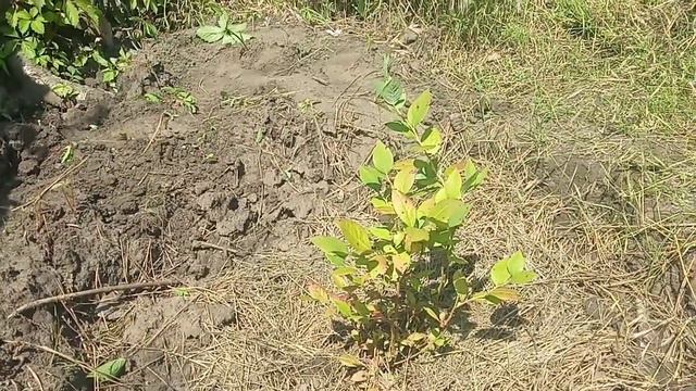 Выращиваем Голубику (Блюджей и Эллиот) - Запорожье смотреть онлайн