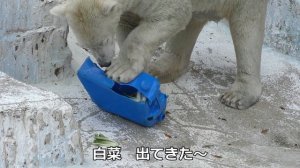 ポリタンクにぶら下がったホウちゃん💗浪速のおんなの根性見せたる【天王寺動物園】