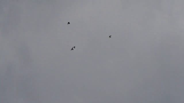 БОЙНЫЕ ГОЛУБИ В НЕБЕ  !!!#pigeons##Tauben##աղավնիներ##göyərçinlər##көгершіндер#