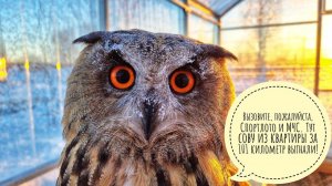 Совиное первое утро в Совином доле. Угуенная весна у филина Ёлки