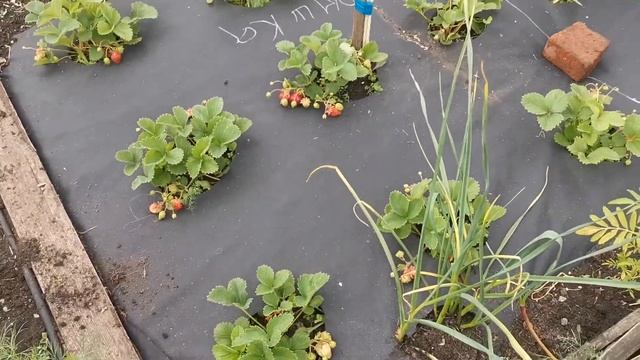 Марышка. Чешская сладкая земляника. смотреть онлайн