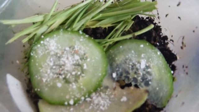 Новости!! + Кладка яиц!!! смотреть онлайн