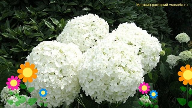 Гортензия древовидная. Краткий обзор, описание характеристик hydrangea arborescens sheep cloud смотреть онлайн