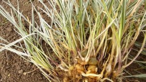 Растение для кошек и собак  (Райграс бульбоносный).