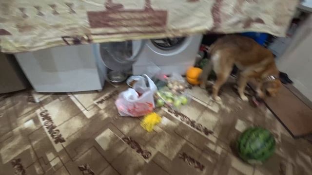 Обзор покупок для Пэкса и Алексея