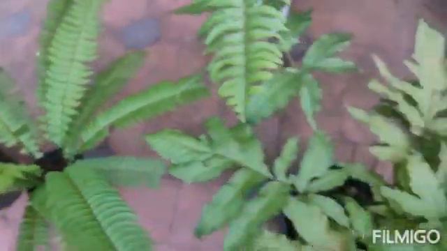 Varieties of ferns - 26 types of ferns In My Collections