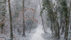 SNOW • Winter Relaxation Film 4K - Peaceful Relaxing Music - Nature 4k Video UltraHD