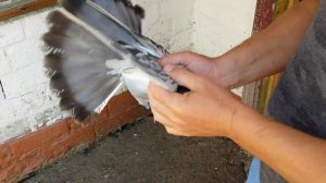 # Pigeons. Продаются Николаевские Голуби. // Ставрополь //