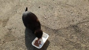 Many hungry cats eat in basement. rescue animals,animals,cats,rescue cats,abandoned kittens