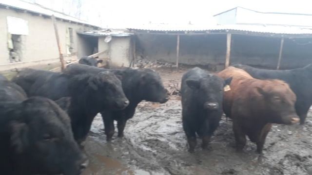 ЯНГИ ПАРТИЯ КЕЛДИ 933379814 992734113 АБЕРДИН АНГУСТ СОТИЛАДИ 973904790 смотреть онлайн