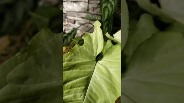 Syngonium White Butterfly & Leaf Cutter Bee