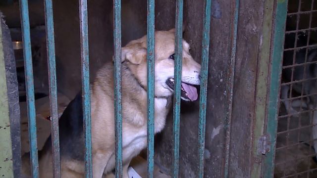 48 собак ждут своих хозяев в приюте «Зоощит» в Череповце смотреть онлайн