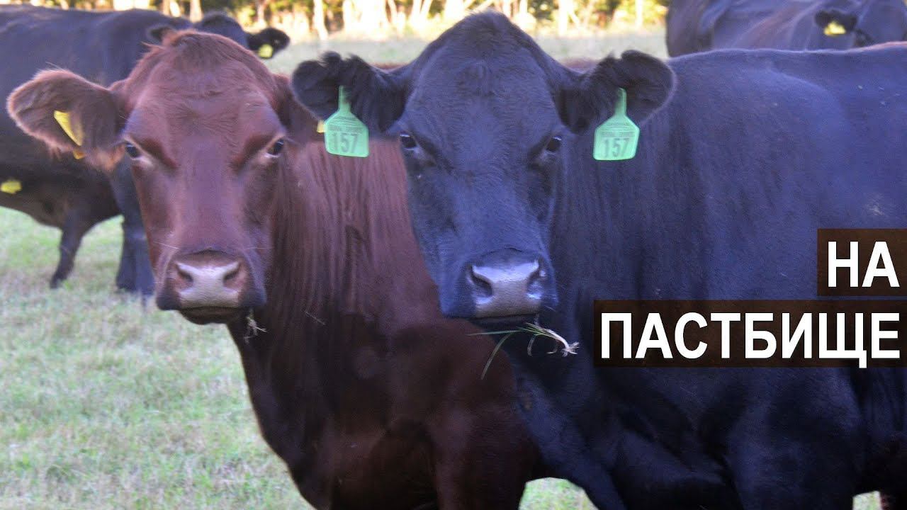 Пастбищное содержание мясного КРС в КФХ Александра Москвина