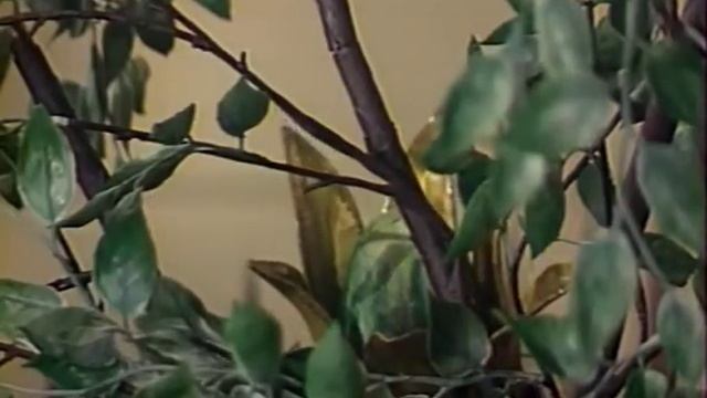 Долой огуречного короля (1990)
