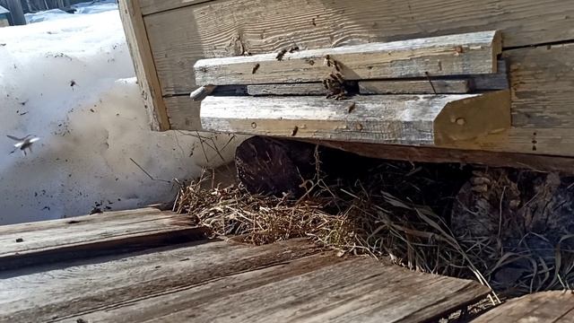 Из мира пчел.avi смотреть онлайн