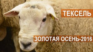 Баран породы тексель на выставке Золотая Осень-2016