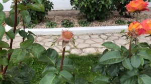 Осеннее цветение розы Восточный экспресс