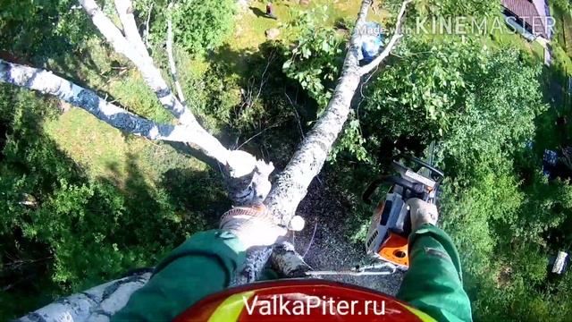 Спил огромной березы по частям. Валка деревьев частями арбористом Всеволожском районе