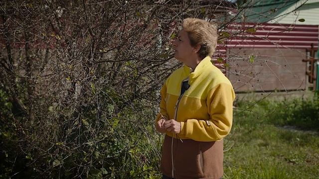 Что случилось с вишней - почему ягоды засохли смотреть онлайн