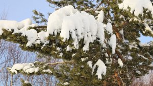 БРАКОНЬЕРСКИЕ ЁЛКИ