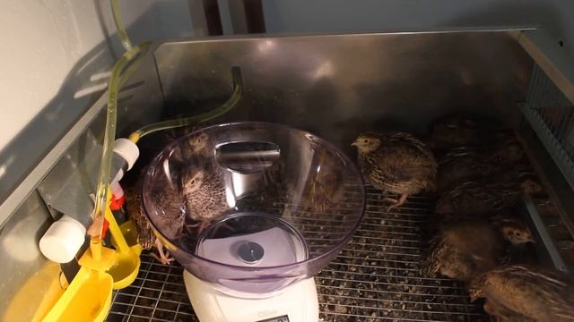 Птенцы Гигантского перепела фараон 14 дней jumbo quail в квартире. Прибавка в весе, корм и добавки смотреть онлайн