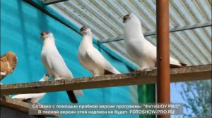 Декоративные голуби Беларусии