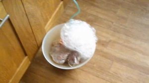 Здоровый образ Жизн и. Озонатор Озон-люкс.