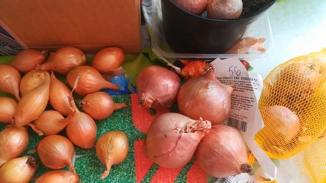 НОВИНКИ ЛУКА ШАЛОТ В МОЕЙ КОЛЛЕКЦИИ! смотреть онлайн