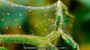 Роза Блю Мун (Blue Moon) — описание цветка оригинальной раскраски