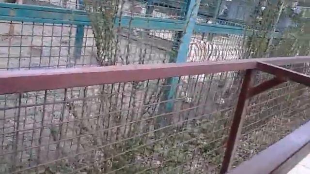 Я в зоопарке!!!!! Показываю 3 животных смотреть онлайн