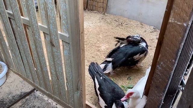 Обзор моего хозяйства. Как освоились мускусные уточки?! смотреть онлайн