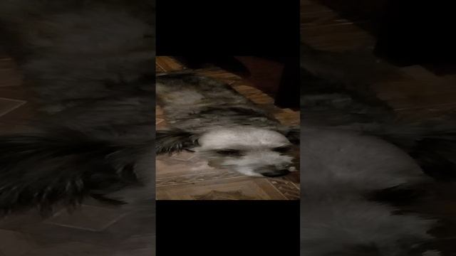 Мэгги попрошайка