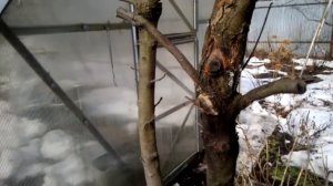 Как выглядит чёрный рак на яблони? Вопрос ответ.???