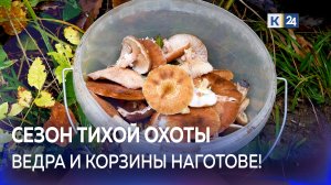 На Кубани начался грибной сезон