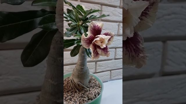 Adenium obesum Magician II ? Orient Adenium ? Цветение адениума