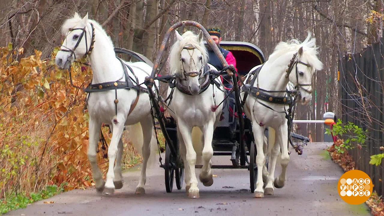 3 эх. Тройка лошадей на Руси. Дама управляет упряжкой лошадей. Герасимов птица тройка. Тройка лошадей Чичикова.