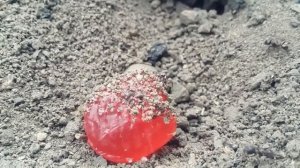 Муравьи в дикой природе)