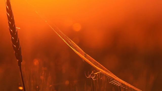 Почему золотые рыбки намного лучше будут ВОДИТЬ машину чем ВЫ [ Story Factory ] смотреть онлайн