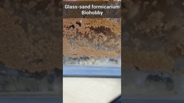 Стеклянно-песчанный формикариУМ Биохобби, спустя пару месяцев #shorts смотреть онлайн