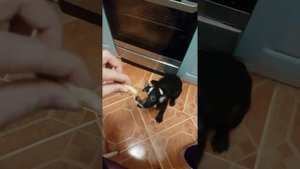 Щенок французского бульдога, учим команды))