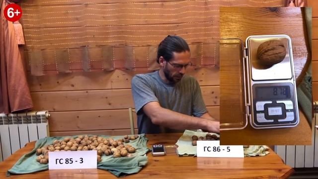 Грецкий орех. Урожай 2021 года. смотреть онлайн