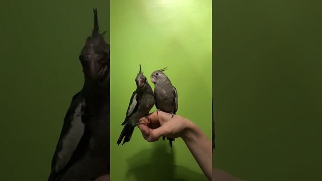 Птенцы - выкормыши безщёких Корелл. смотреть онлайн