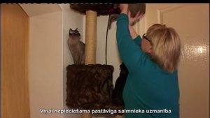 Video, Кошки Бурманской породы
