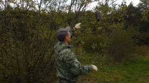 ВЫПУСК В ПРИРОДУ СОКОЛА ЧЕГЛОК