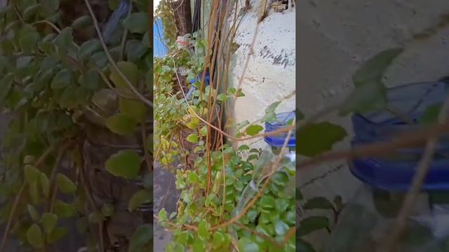 Pilea Depressa Tanaman Hias Pembawa Berkah Pembuka Pintu Rejeki | Good Plants Viral