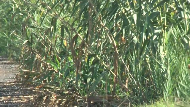 Avetoro común (Botaurus stellaris). Marjal de Almenara 11-10-2018 смотреть онлайн