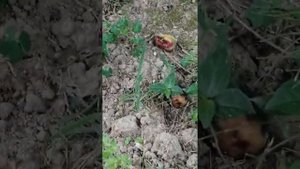 Инжирное дерево
