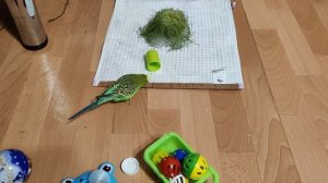 Птичкины красавчики попугайчики ❤️